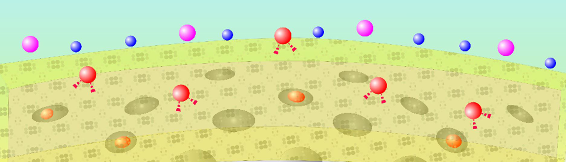 研制出近紅外激發的納米探針，監測神經元活動伴隨的鉀離子的動態變化